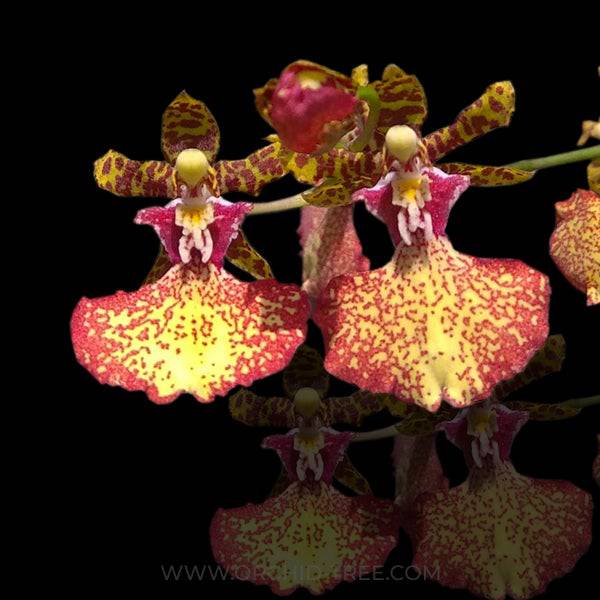 Oncidium (Odm.) bictoniense X Onc. Croesus - Without Flowers | BS - Buy Orchids Plants Online by Orchid-Tree.com