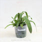 Oncidium (Odm.) bictoniense X Onc. Croesus - Without Flowers | BS - Buy Orchids Plants Online by Orchid-Tree.com