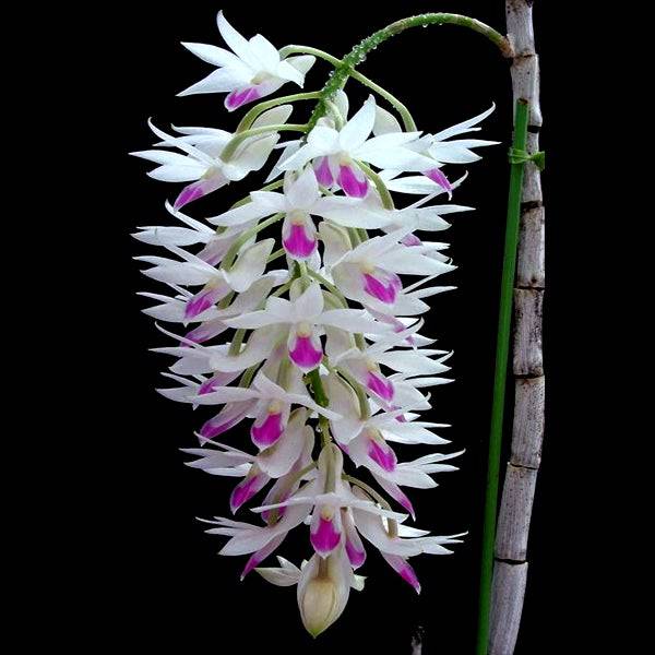 Dendrobium amethystoglossum 'Amethyst'- Without Flowers | BS - Buy Orchids Plants Online by Orchid-Tree.com