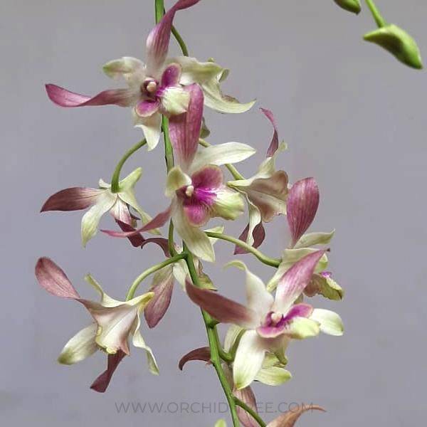 Dendrobium Twisted Elegance - Without Flowers | BS - Buy Orchids Plants Online by Orchid-Tree.com