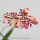 Oncidium (Gtd.) Kulnura Calypso - Without Flowers | BS - Buy Orchids Plants Online by Orchid-Tree.com