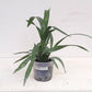 Oncidium (Gtd.) Kulnura Calypso - Without Flowers | BS - Buy Orchids Plants Online by Orchid-Tree.com