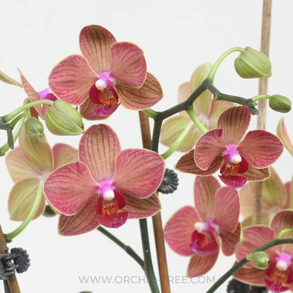 Phalaenopsis Fangmei Sugar - With Buds | FF - Buy Orchids Plants Online by Orchid-Tree.com
