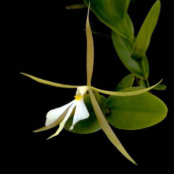 Epidendrum nocturnum sp. - Without Flowers | BS - Buy Orchids Plants Online by Orchid-Tree.com
