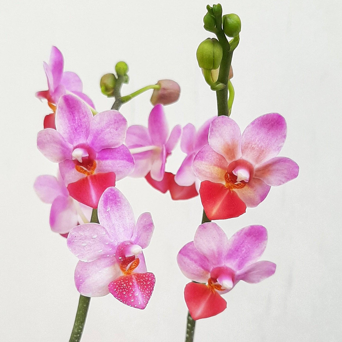 Phalaenopsis Liu's Cute Angel Miniature- Without Flowers | BS - Buy Orchids Plants Online by Orchid-Tree.com