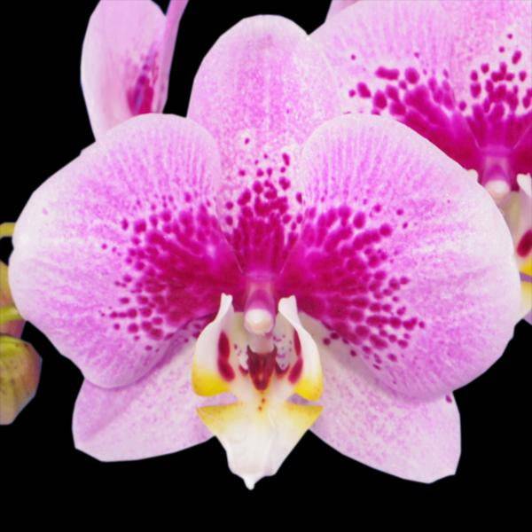 Phalaenopsis Fullers Blood mint - With Flowers | FF - Buy Orchids Plants Online by Orchid-Tree.com