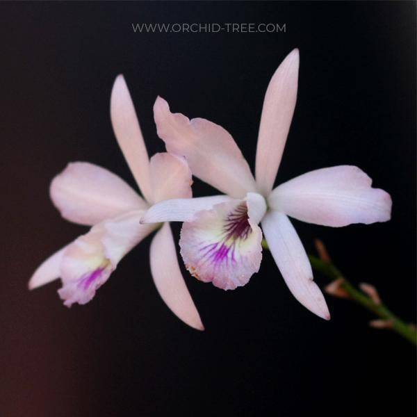 Broughtonia negrilensis hybrid - Without Flowers | BS - Buy Orchids Plants Online by Orchid-Tree.com