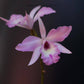 Broughtonia negrilensis hybrid - Without Flowers | BS - Buy Orchids Plants Online by Orchid-Tree.com