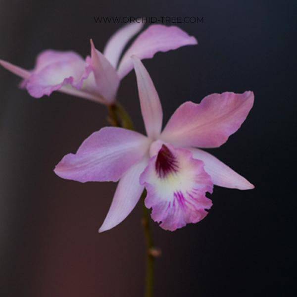 Broughtonia negrilensis hybrid - Without Flowers | BS - Buy Orchids Plants Online by Orchid-Tree.com