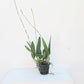 Broughtonia negrilensis hybrid - Without Flowers | BS - Buy Orchids Plants Online by Orchid-Tree.com