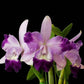 Cattleya Mini Quinee 'Angel Kiss' - With Buds | BS - Buy Orchids Plants Online by Orchid-Tree.com