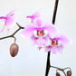 Phalaenopsis schilleriana sp. - Without Flowers | SS - Buy Orchids Plants Online by Orchid-Tree.com