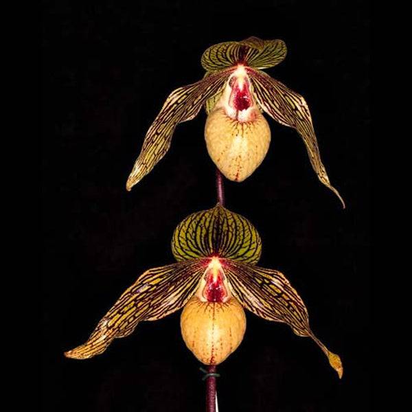 Paphiopedilum Harold Koopowitz - Without Flowers | BS - Buy Orchids Plants Online by Orchid-Tree.com