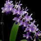 Phalaenopsis Summer Rose Blue Star- Without Flowers | BS - Buy Orchids Plants Online by Orchid-Tree.com