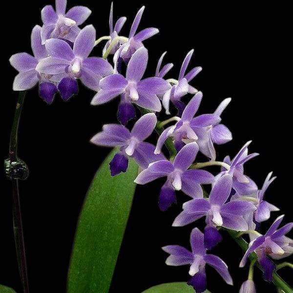 Phalaenopsis Summer Rose Blue Star- Without Flowers | BS - Buy Orchids Plants Online by Orchid-Tree.com