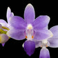 Phalaenopsis Summer Rose Blue Star- Without Flowers | BS - Buy Orchids Plants Online by Orchid-Tree.com
