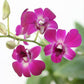 Dendrobium Pink Sunshine - Without Flowers | BS - Buy Orchids Plants Online by Orchid-Tree.com