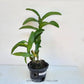 Dendrobium Golden Brown Twist - Without Flowers | BS - Buy Orchids Plants Online by Orchid-Tree.com