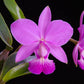 Cattleya walkeriana sp. - Without Flowers | BS - Buy Orchids Plants Online by Orchid-Tree.com