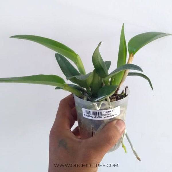 Cattleya walkeriana sp. - Without Flowers | BS - Buy Orchids Plants Online by Orchid-Tree.com