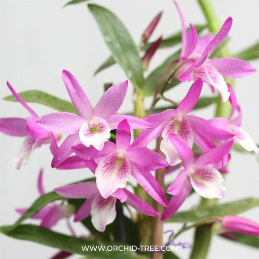 Dendrobium Rainbow Dance Princess - Without Flowers | BS - Buy Orchids Plants Online by Orchid-Tree.com