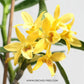 Dendrobium Stardust Chiyomi | Nobile - Without Flowers | BS - Buy Orchids Plants Online by Orchid-Tree.com