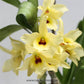 Dendrobium Yellow Magic 'Festival'- Without Flowers | BS - Buy Orchids Plants Online by Orchid-Tree.com