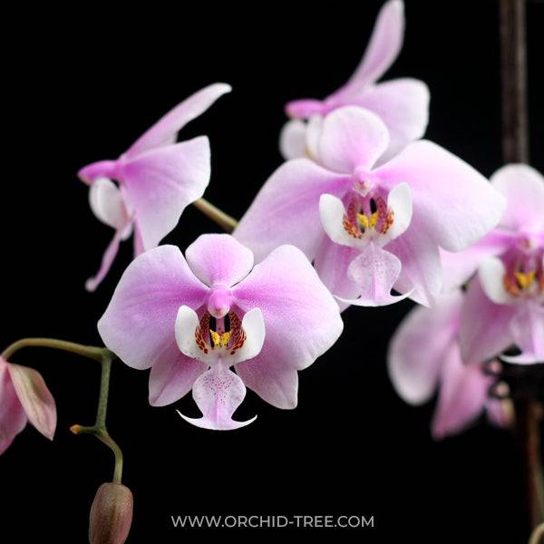 Phalaenopsis schilleriana sp. - Without Flowers | SS - Buy Orchids Plants Online by Orchid-Tree.com