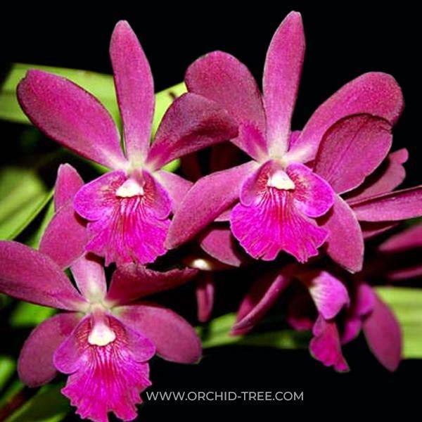 Cattleya (Epi.) Yucatan Magenta - Without Flowers | BS - Buy Orchids Plants Online by Orchid-Tree.com