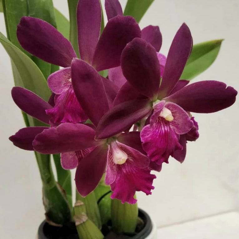 Cattleya (Epi.) Yucatan Magenta - Without Flowers | BS - Buy Orchids Plants Online by Orchid-Tree.com
