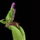 Bulbophyllum fascinator var. semi alba -With Flower | FF - Buy Orchids Plants Online by Orchid-Tree.com