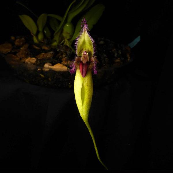 Bulbophyllum fascinator var. semi alba -With Flower | FF - Buy Orchids Plants Online by Orchid-Tree.com