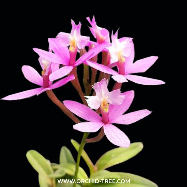 Epidendrum Holy Valley x Star Valley 'Akane' - Without Flowers | BS - Buy Orchids Plants Online by Orchid-Tree.com