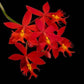 Epidendrum New Japan Red- Without Flowers | BS - Buy Orchids Plants Online by Orchid-Tree.com