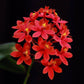 Epidendrum Big Red - Without Flowers | BS - Buy Orchids Plants Online by Orchid-Tree.com