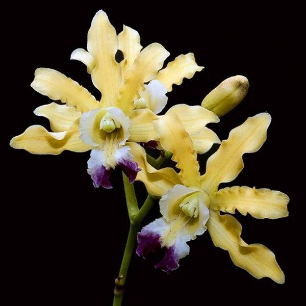 Cattleya (schm.) thomsoniana sp. - Without Flower | MS - Buy Orchids Plants Online by Orchid-Tree.com