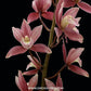 Cymbidium Red Gem - Without Flowers | BS - Buy Orchids Plants Online by Orchid-Tree.com