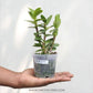 Epidendrum New Japan Red- Without Flowers | BS - Buy Orchids Plants Online by Orchid-Tree.com
