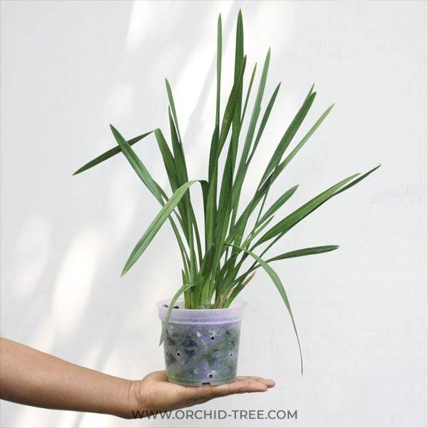 Cymbidium Red Gem - Without Flowers | BS - Buy Orchids Plants Online by Orchid-Tree.com