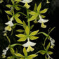 Epidendrum stamfordianum var alba  - Without Flowers | BS - Buy Orchids Plants Online by Orchid-Tree.com