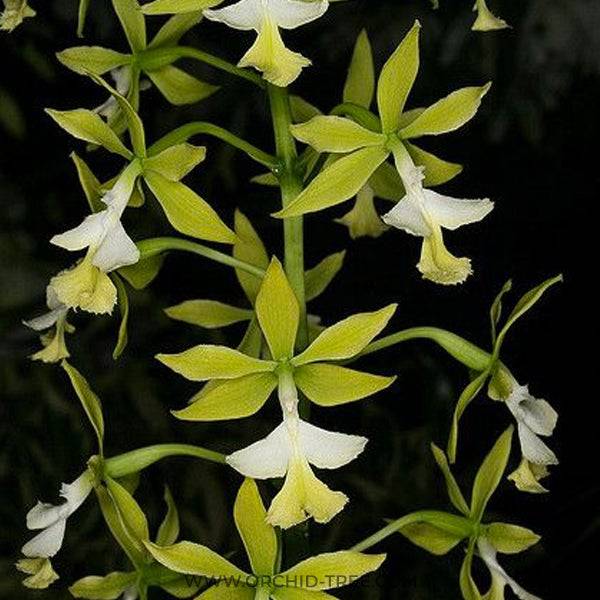 Epidendrum stamfordianum var alba  - Without Flowers | BS - Buy Orchids Plants Online by Orchid-Tree.com