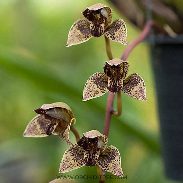 Grammatophyllum stapeliiflorum x Thecopus maingayi - Without Flowers | BS - Buy Orchids Plants Online by Orchid-Tree.com