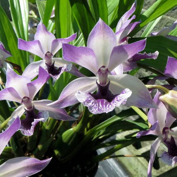Zygonesia Cynosure Blue Bird - Without Flowers | BS - Buy Orchids Plants Online by Orchid-Tree.com