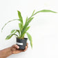 Zygonesia Cynosure Blue Bird - Without Flowers | BS - Buy Orchids Plants Online by Orchid-Tree.com