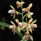 Cymbidium ensifolium sp. - Without Flowers | BS - Buy Orchids Plants Online by Orchid-Tree.com