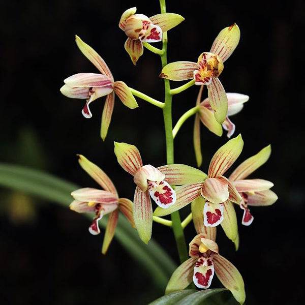 Cymbidium ensifolium sp. - Without Flowers | BS - Buy Orchids Plants Online by Orchid-Tree.com