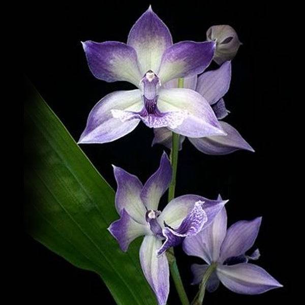 Zygonesia Cynosure Blue Bird - Without Flowers | BS - Buy Orchids Plants Online by Orchid-Tree.com