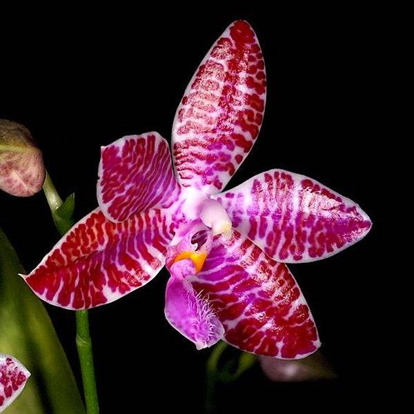 Phalaenopsis lueddemanniana sp. - Without Flowers | BS - Buy Orchids Plants Online by Orchid-Tree.com
