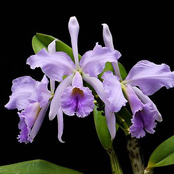 Cattleya jenmanii var coerulea - Without Flowers | BS - Buy Orchids Plants Online by Orchid-Tree.com