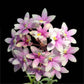 Epidendrum Max Valley 'Shiranui'- Without Flowers | BS - Buy Orchids Plants Online by Orchid-Tree.com